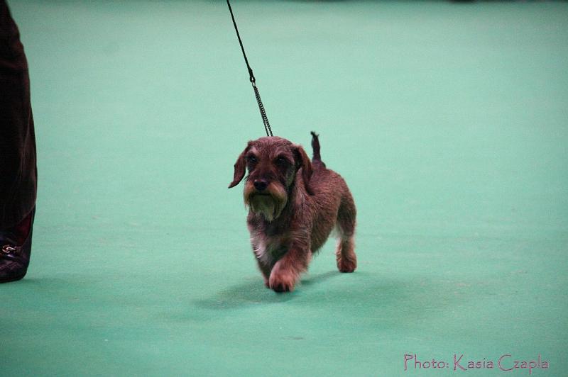 Crufts2011_2 1355.jpg